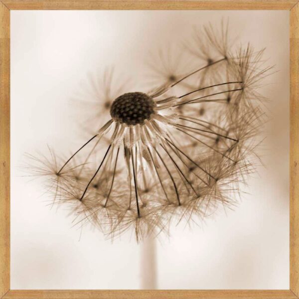 Quadro Florais C/ Vidro – 73x73xcm – Top Art – 3.1 – SR