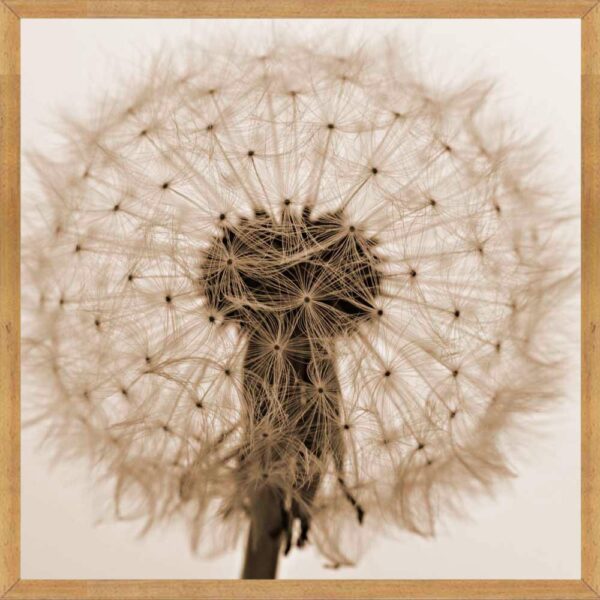 Quadro Florais C/ Vidro – 73x73xcm – Top Art – 3.1 – SR - Imagem 2